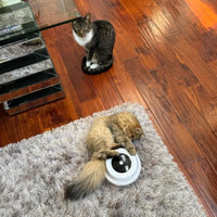 Lusy Store LLC Automatic Feather Fun Ball Toy Toys