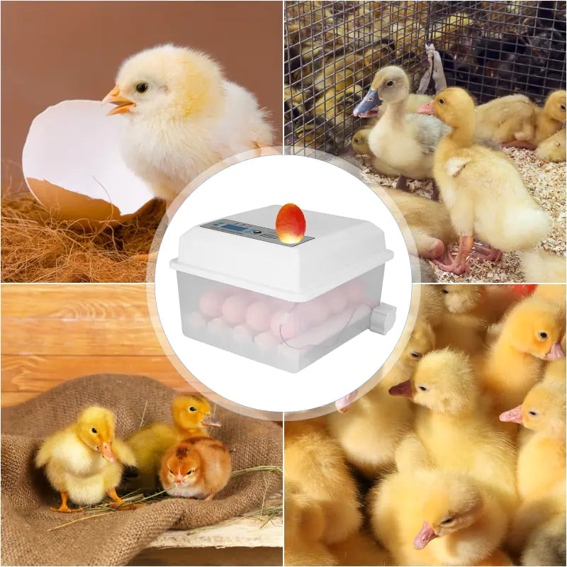 Efficient Incubation For Healthy Hatchlings Assured - Lusy Store LLC 