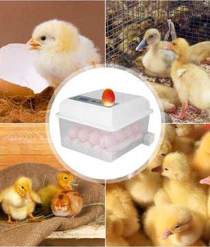 Efficient Incubation For Healthy Hatchlings Assured - Lusy Store LLC 