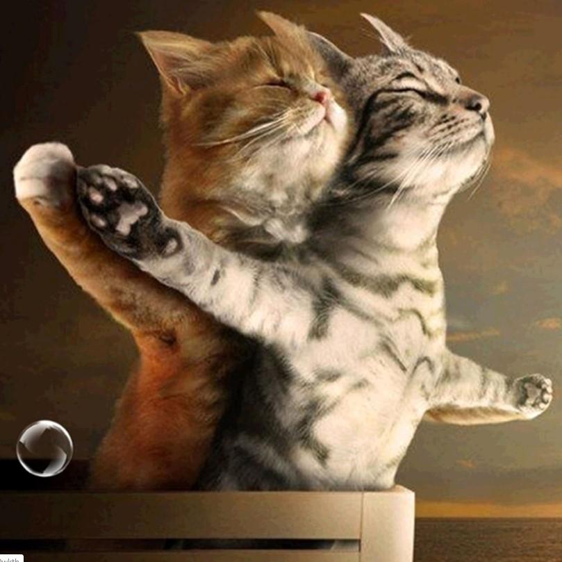 Cat Diamond Painting 5D DIY Funny Diamond Painting Living Room - Lusy Store